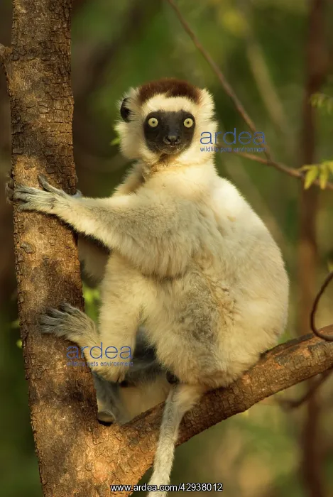 : Verreaux's Sifaka. In tree : Verreaux's Sifaka. In tree