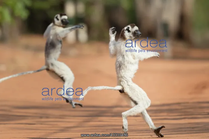 : Two Verreaux's sifakas (Propithecus verreauxi) : Two Verreaux's sifakas (Propithecus verreauxi)