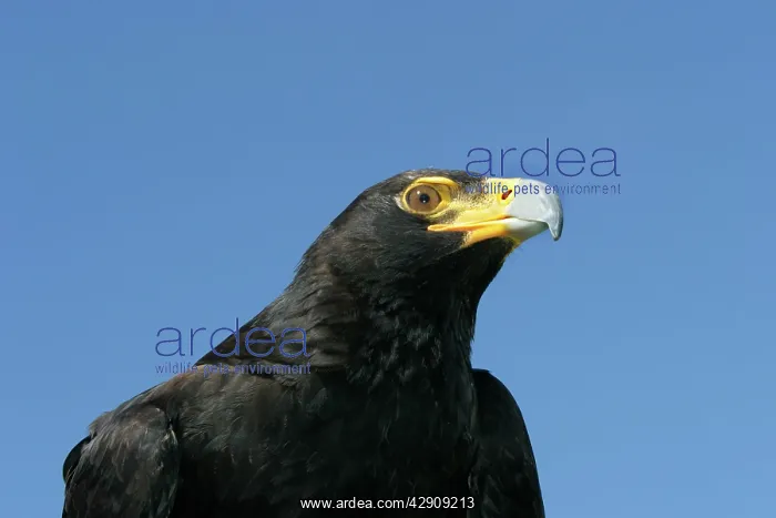 : VerreauxsI / Black Eagle : VerreauxsI / Black Eagle