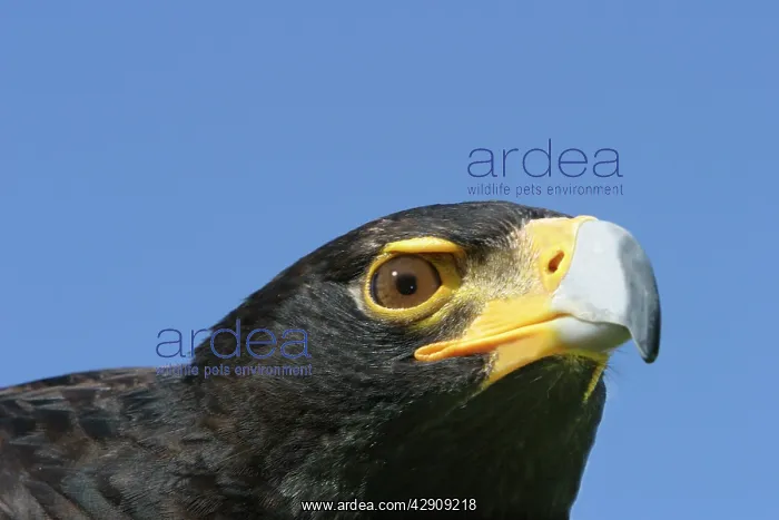 : VerreauxsI / Black Eagle - close-up of head and beak : VerreauxsI / Black Eagle - close-up of head and beak