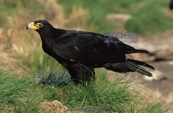 : VerreauxsI / Black EAGLE - side view : VerreauxsI / Black EAGLE - side view
