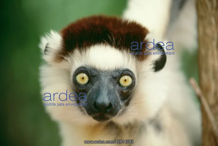 : VerreuaxIs SIFAKA - facing camera : VerreuaxIs SIFAKA - facing camera