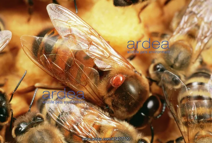 : Verroa (Varroa) Mite : Verroa (Varroa) Mite