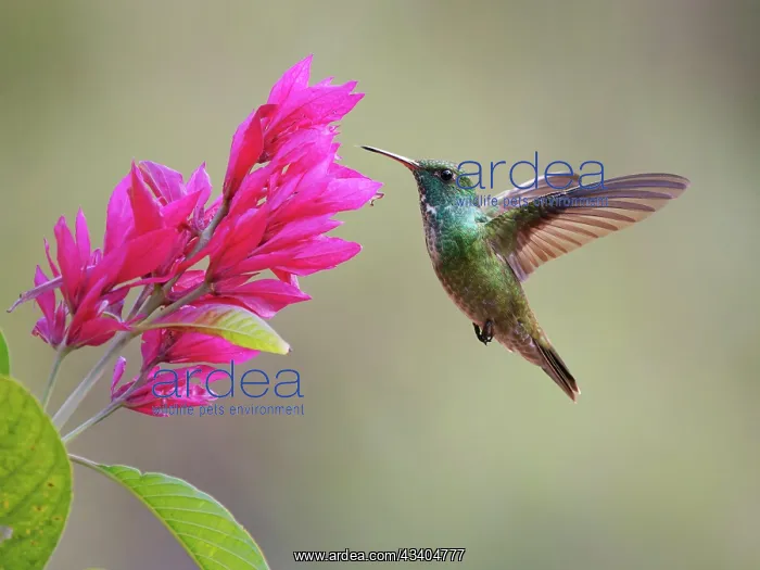 : Versicoloured Emerald at flower Chrysuronia versicolor : Versicoloured Emerald at flower Chrysuronia versicolor