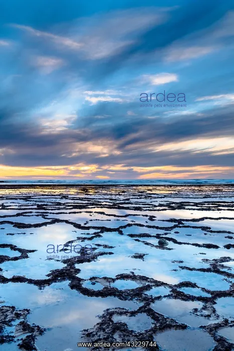 : A vertical view of a beautiful sunset over the ocean : A vertical view of a beautiful sunset over the ocean