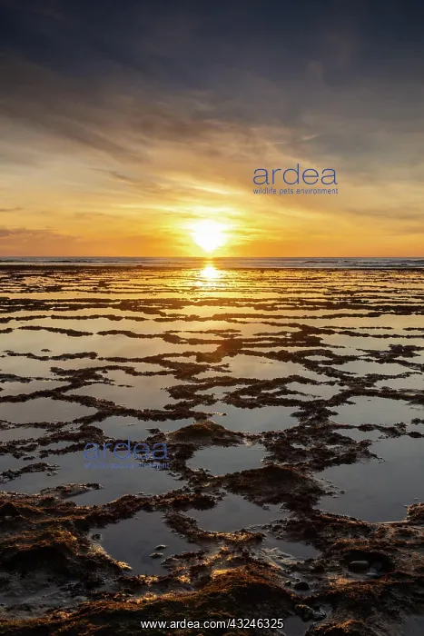 : A vertical view of a beautiful sunset over the ocean : A vertical view of a beautiful sunset over the ocean