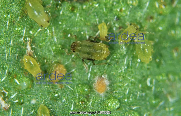 : Verticillium lecanii on aphid hosts : Verticillium lecanii on aphid hosts