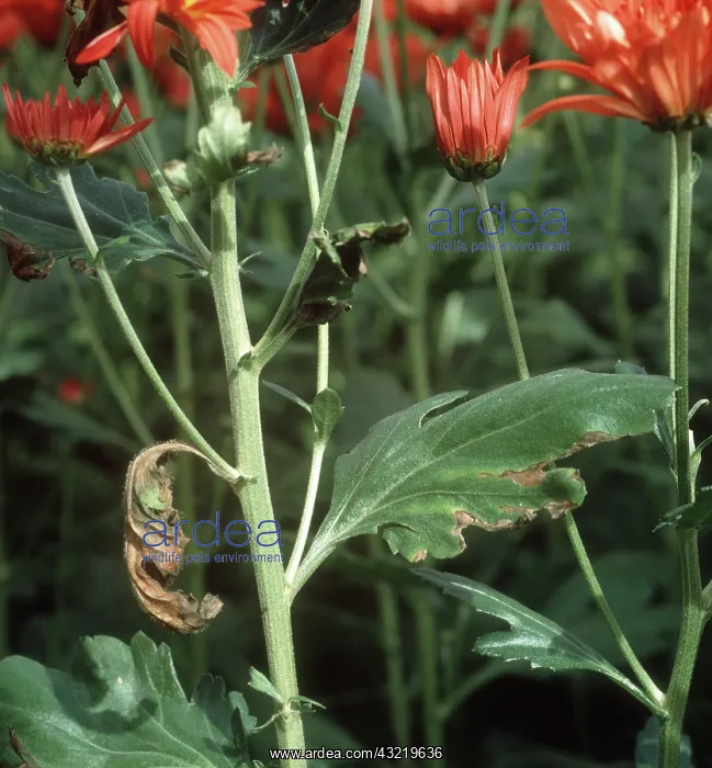 : Verticillium wilt on Chrysanthemum : Verticillium wilt on Chrysanthemum