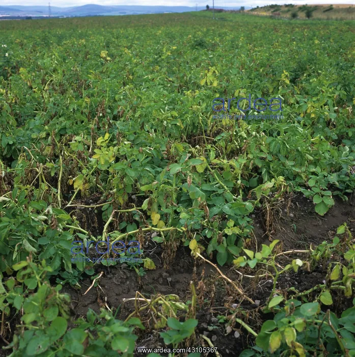 : Verticillium wilt devastated potato crop : Verticillium wilt devastated potato crop