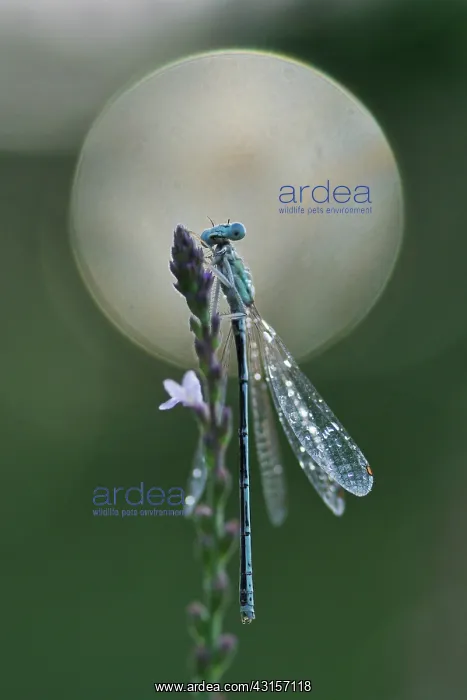 : Vervain. White-legged Damselfly : Vervain. White-legged Damselfly