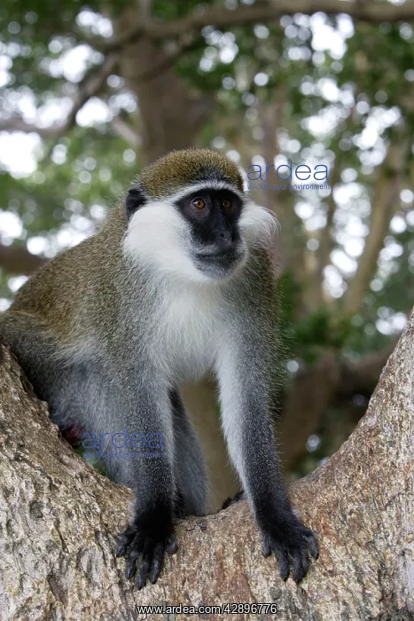 : Vervet Monkey : Vervet Monkey