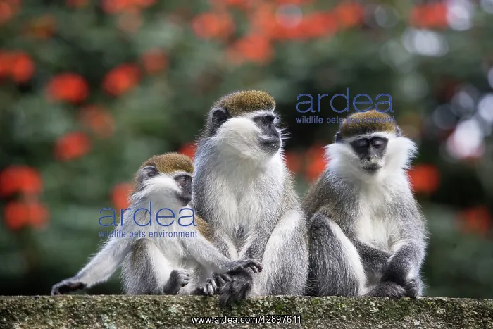 : Vervet Monkey - three : Vervet Monkey - three