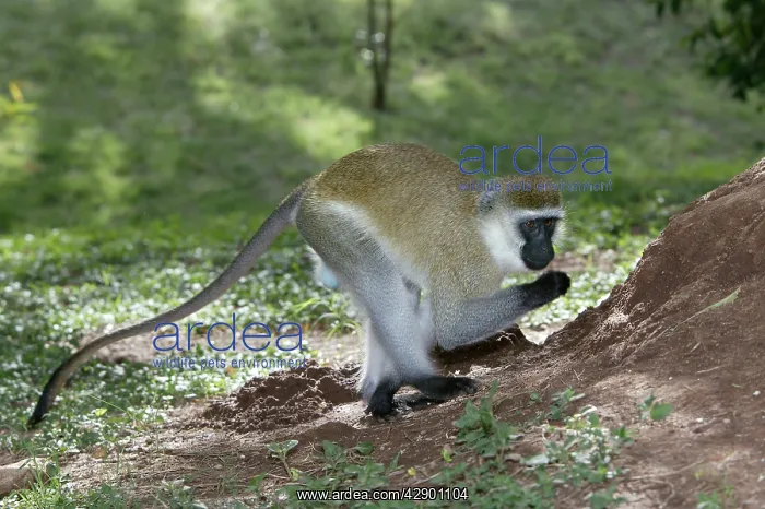: Vervet Monkey : Vervet Monkey