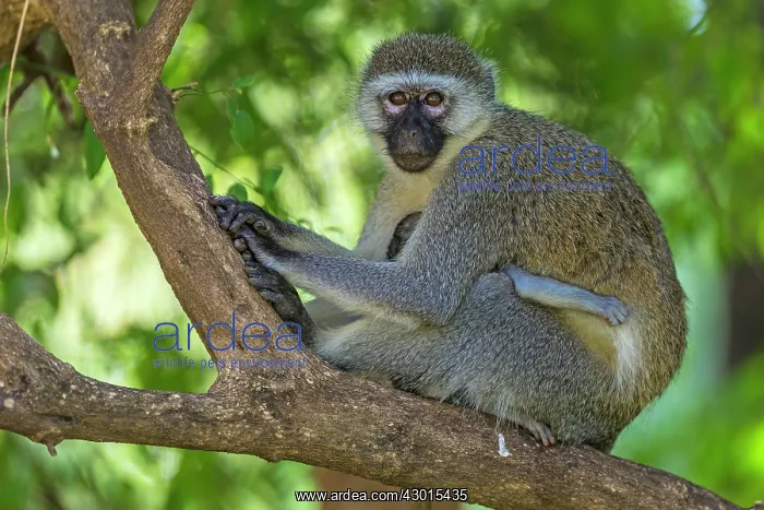 : Vervet Monkey : Vervet Monkey