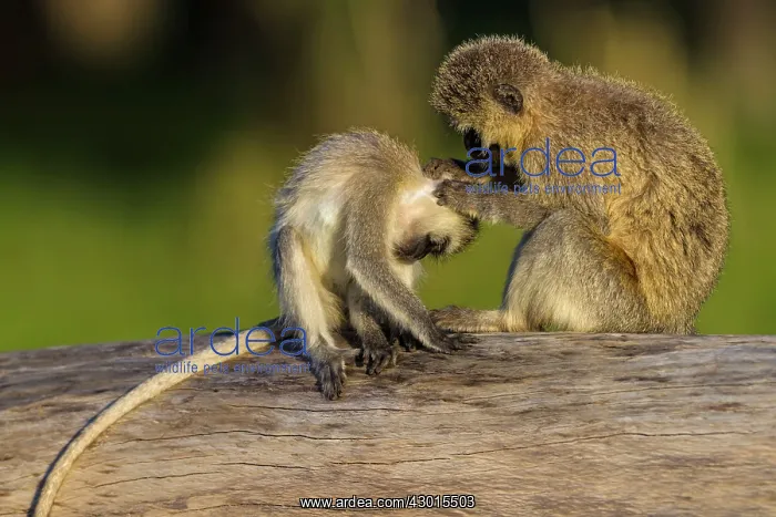 : Vervet Monkey : Vervet Monkey