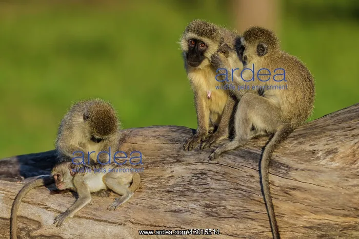 : Vervet Monkey
