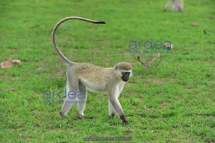 : Vervet Monkey : Vervet Monkey
