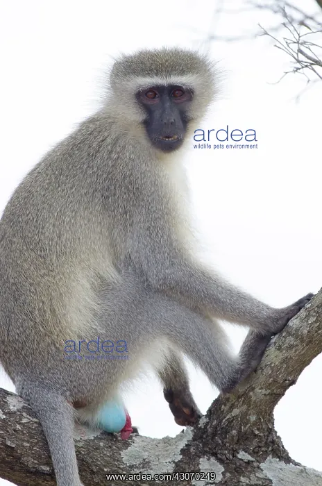 : Vervet Monkey : Vervet Monkey