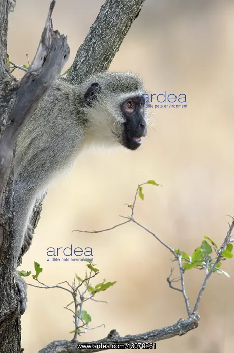  : Vervet Monkey