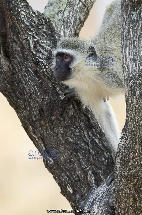 : Vervet Monkey : Vervet Monkey
