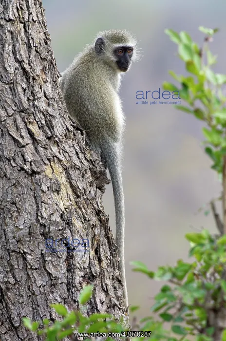 : Vervet Monkey : Vervet Monkey
