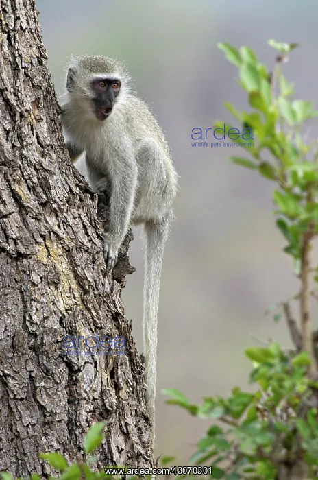 : Vervet Monkey : Vervet Monkey