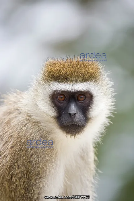 : Vervet Monkey : Vervet Monkey