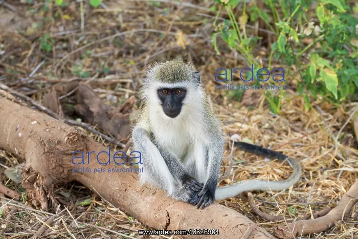  : Vervet Monkey