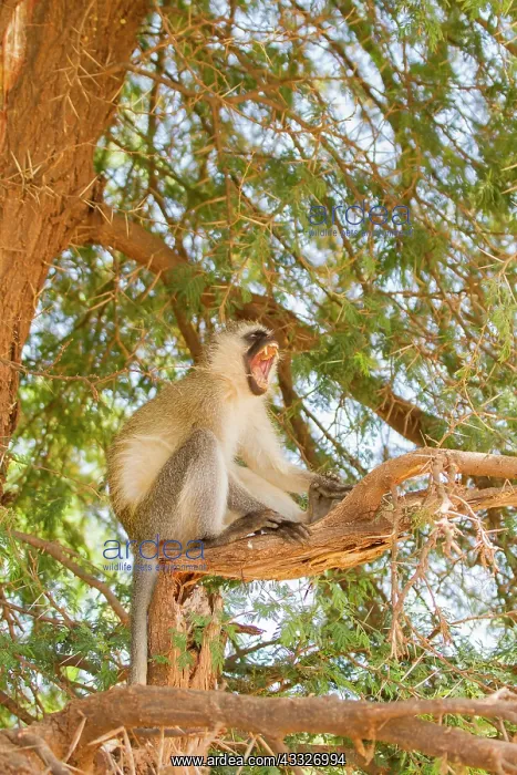: Vervet Monkey : Vervet Monkey