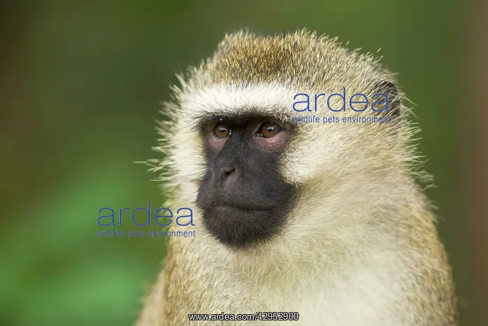 : Vervet Monkey - adult male portait : Vervet Monkey - adult male portait
