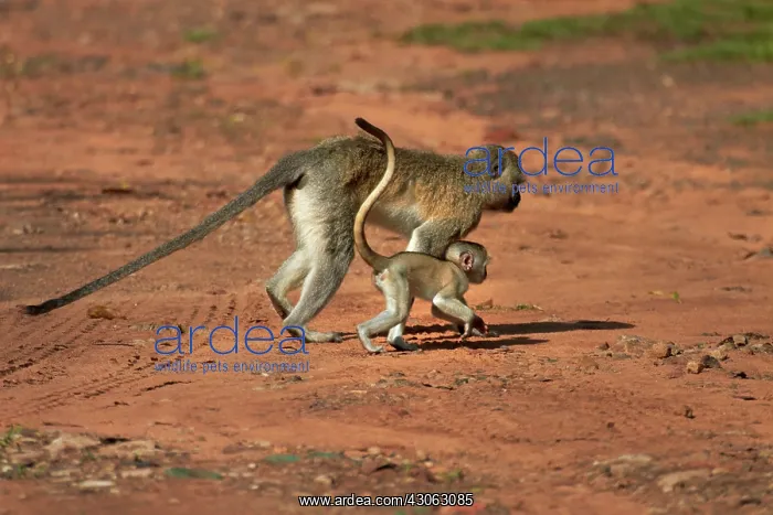 : Vervet monkey and baby (Chlorocebus pygerythrus) : Vervet monkey and baby (Chlorocebus pygerythrus)