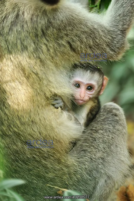 : Vervet Monkey - baby Masai Mara National Reserve : Vervet Monkey - baby Masai Mara National Reserve