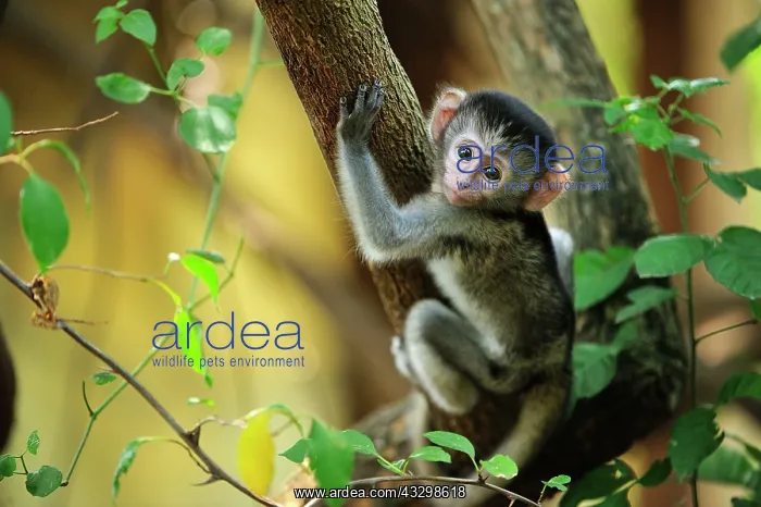 : Vervet Monkey - baby Masai Mara National Reserve : Vervet Monkey - baby Masai Mara National Reserve