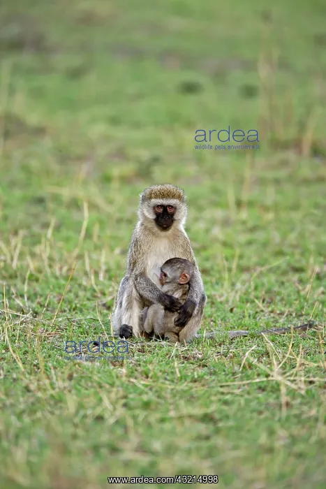 : Vervet monkey with baby, Serengeti National : Vervet monkey with baby, Serengeti National