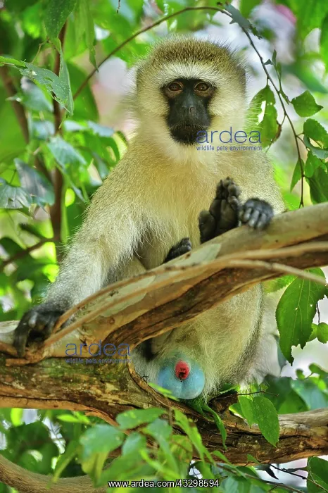 : Vervet Monkey - blue scrotum Masai Mara National : Vervet Monkey - blue scrotum Masai Mara National