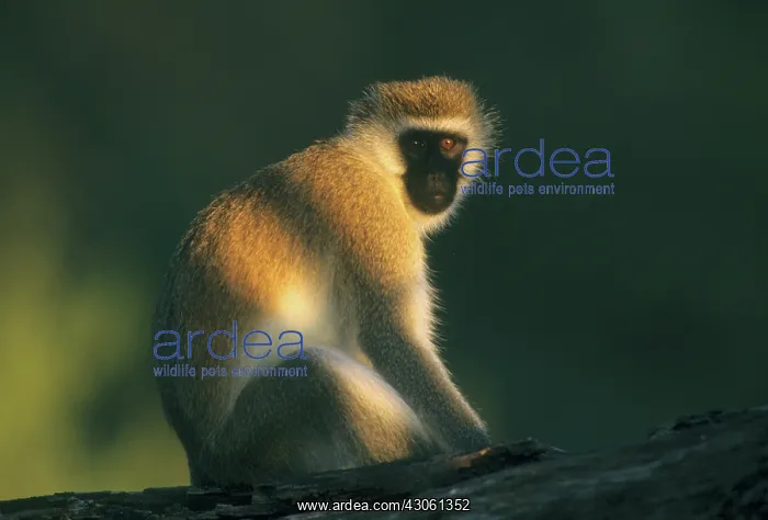 : Vervet Monkey, (Cercopithecus aethiops) : Vervet Monkey, (Cercopithecus aethiops)