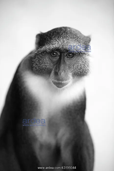 : Vervet Monkey (Chlorocebus), Diani Beach, Kenya : Vervet Monkey (Chlorocebus), Diani Beach, Kenya