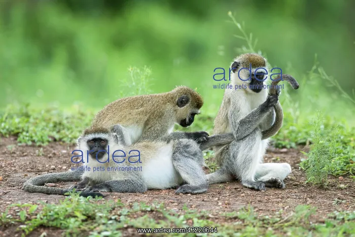 : Vervet monkey (Chlorocebus), mutual grooming, Lake : Vervet monkey (Chlorocebus), mutual grooming, Lake