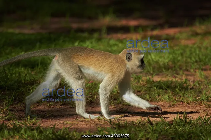 : Vervet monkey (Chlorocebus pygerythrus) : Vervet monkey (Chlorocebus pygerythrus)