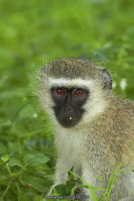 : Vervet Monkey (Chlorocebus pygerythrus) : Vervet Monkey (Chlorocebus pygerythrus)