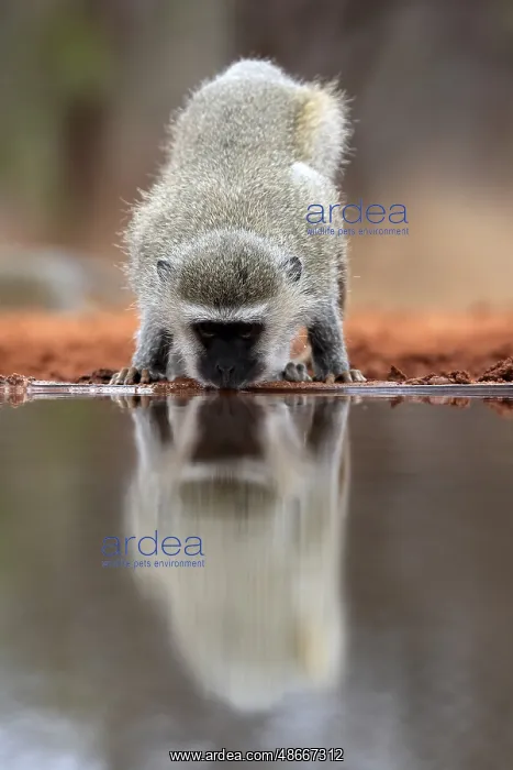 : Vervet Monkey (Chlorocebus pygerythrus), adult, drinking, at : Vervet Monkey (Chlorocebus pygerythrus), adult, drinking, at