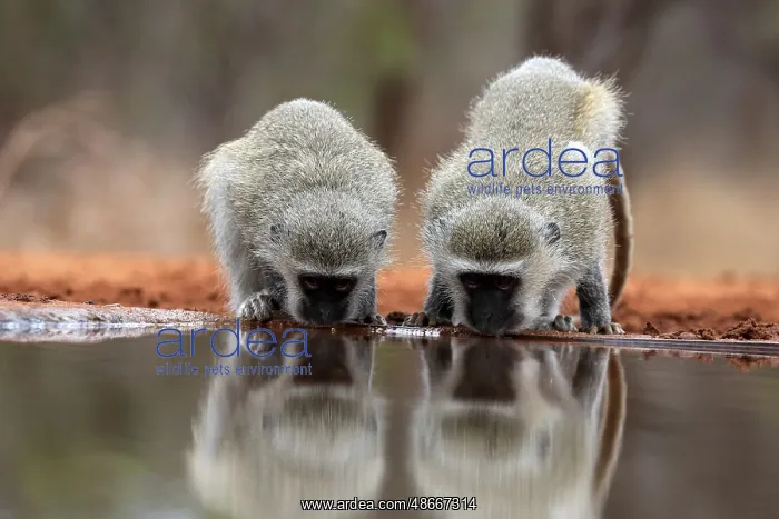 : Vervet Monkey (Chlorocebus pygerythrus), adult, two animals : Vervet Monkey (Chlorocebus pygerythrus), adult, two animals