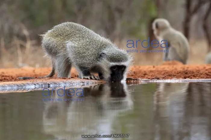 : Vervet Monkey (Chlorocebus pygerythrus), adult, drinking, at : Vervet Monkey (Chlorocebus pygerythrus), adult, drinking, at