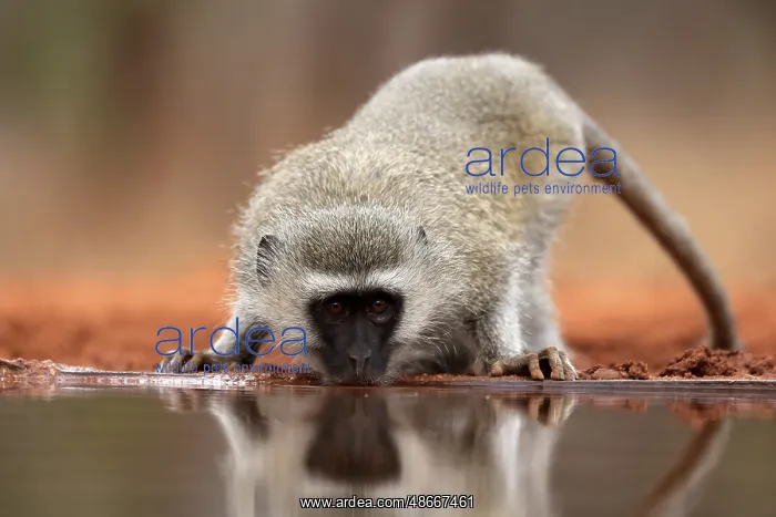 : Vervet Monkey (Chlorocebus pygerythrus), adult, drinking, at : Vervet Monkey (Chlorocebus pygerythrus), adult, drinking, at