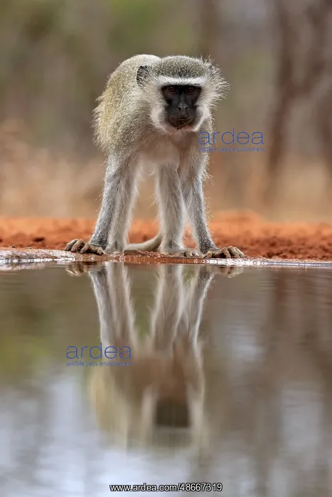 : Vervet Monkey (Chlorocebus pygerythrus), adult, at the : Vervet Monkey (Chlorocebus pygerythrus), adult, at the