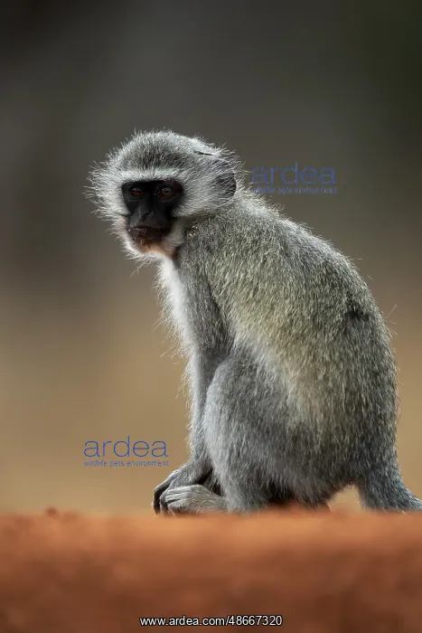 : Vervet Monkey (Chlorocebus pygerythrus), adult, at the : Vervet Monkey (Chlorocebus pygerythrus), adult, at the