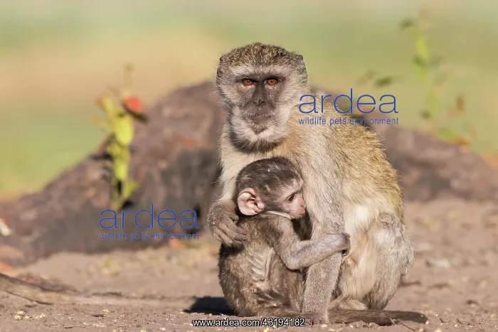 : Vervet Monkey (Chlorocebus pygerythrus), Botswana : Vervet Monkey (Chlorocebus pygerythrus), Botswana
