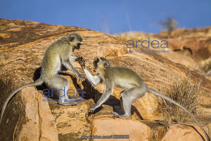 : Vervet monkey (Chlorocebus pygerythrus) in Kruger : Vervet monkey (Chlorocebus pygerythrus) in Kruger