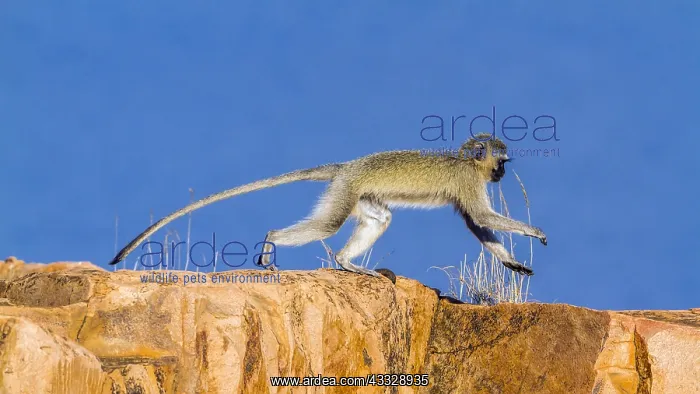 : Vervet monkey (Chlorocebus pygerythrus) in Kruger : Vervet monkey (Chlorocebus pygerythrus) in Kruger