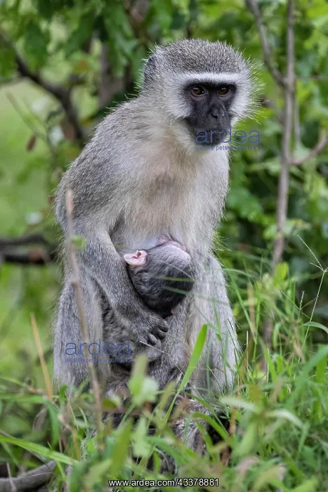 : Vervet monkey (Chlorocebus pygerythrus), mother : Vervet monkey (Chlorocebus pygerythrus), mother